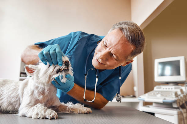 Best Emergency Root Canal Therapy in Buchanan, MI